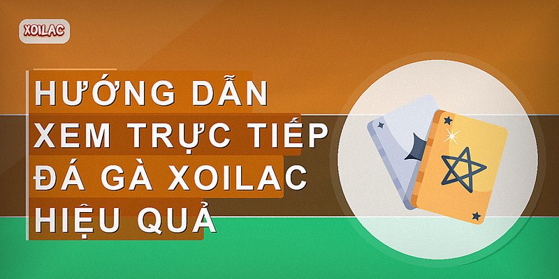 Hướng dẫn xem trực tiếp đá gà Xoilac hiệu quả